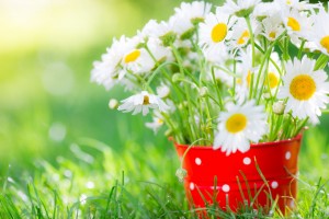 Beautiful bunch of spring flowers in red bucket